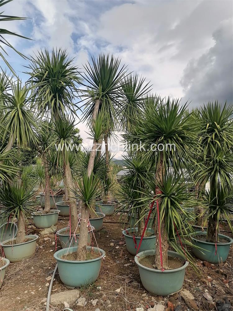 Dracena Drago Old Seedings