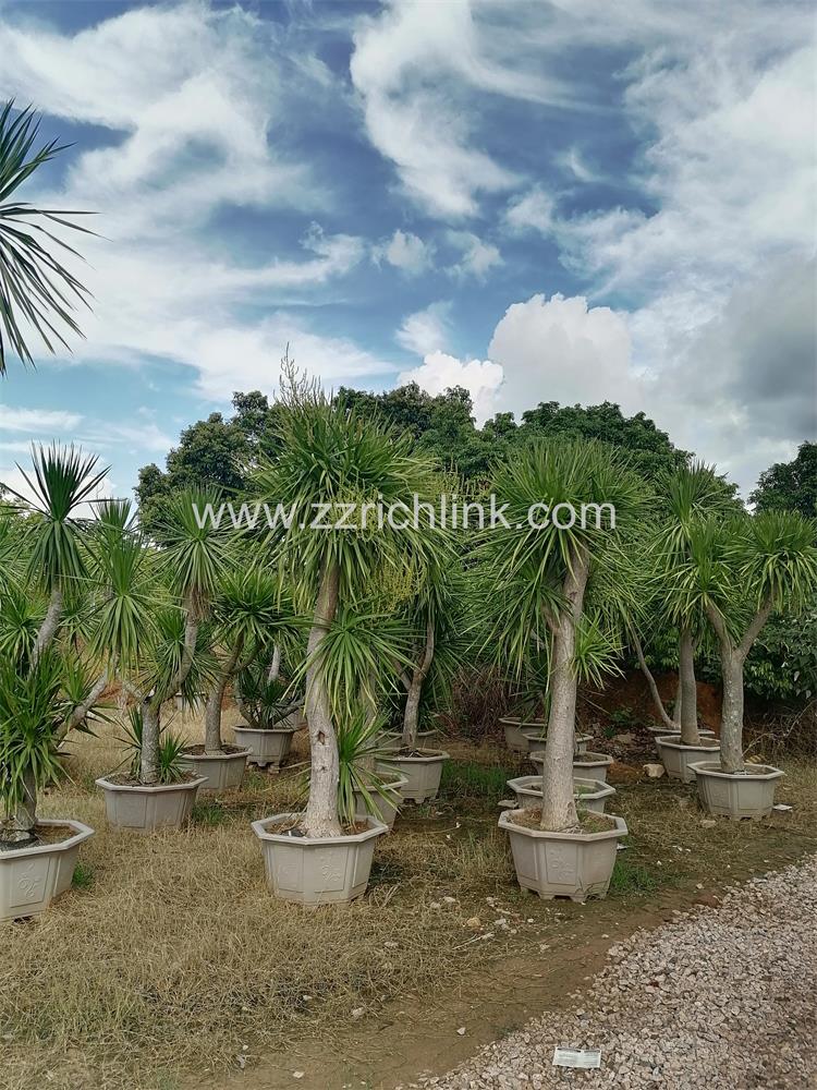 Dracena Drago Old Seedings