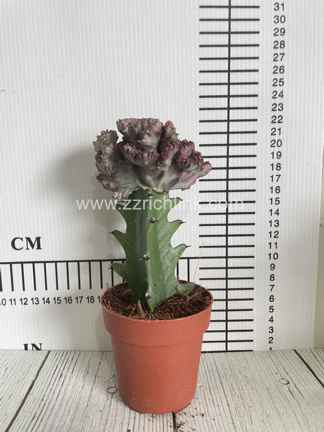 Euphorbia Lactea f. Cristata 'Variegata'