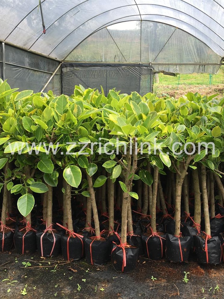 Ficus Altissima Cv.'Golden Edged