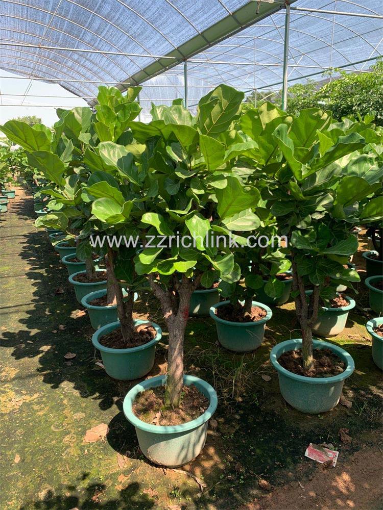 Ficus Lyrata