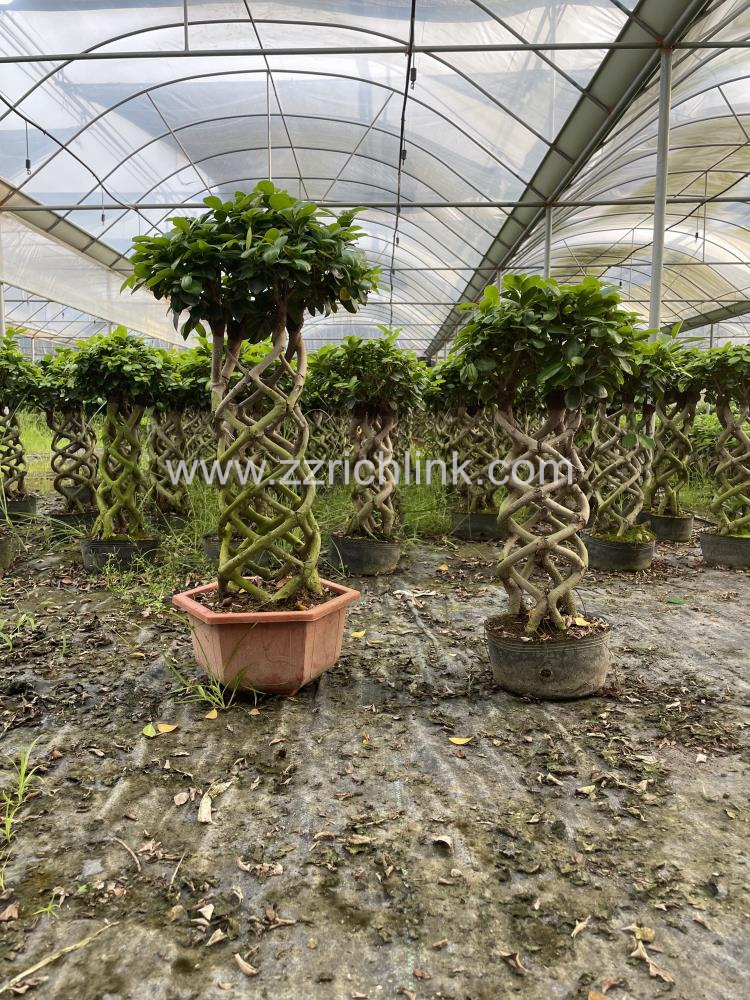 Ficus design