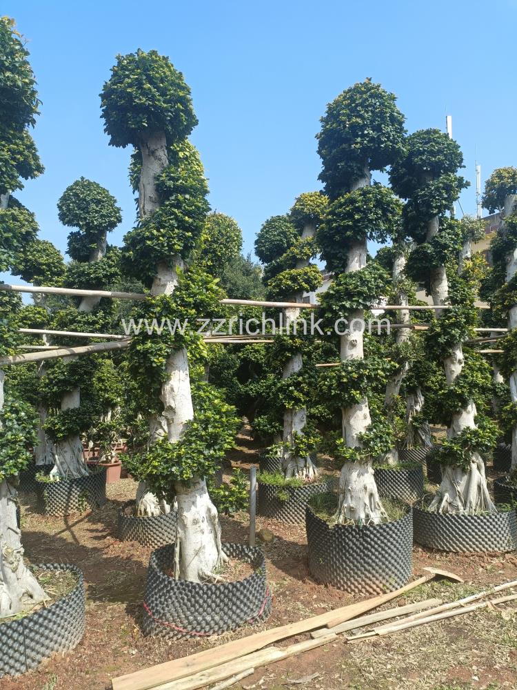 Ficus design bonsai-6