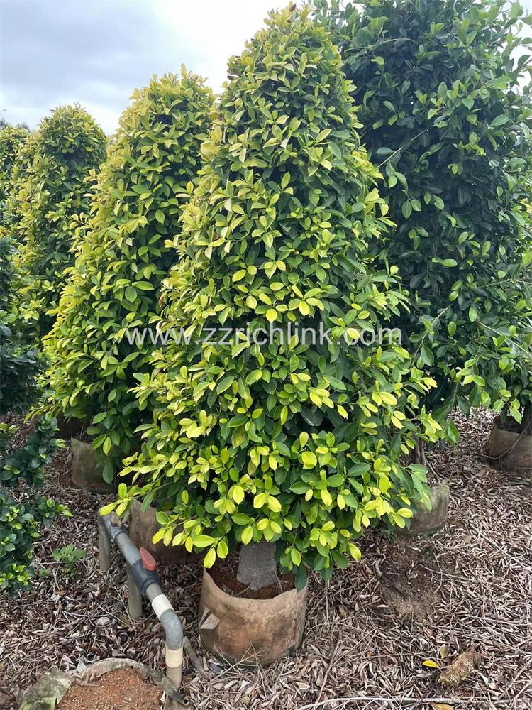 Ficus design bonsai-7