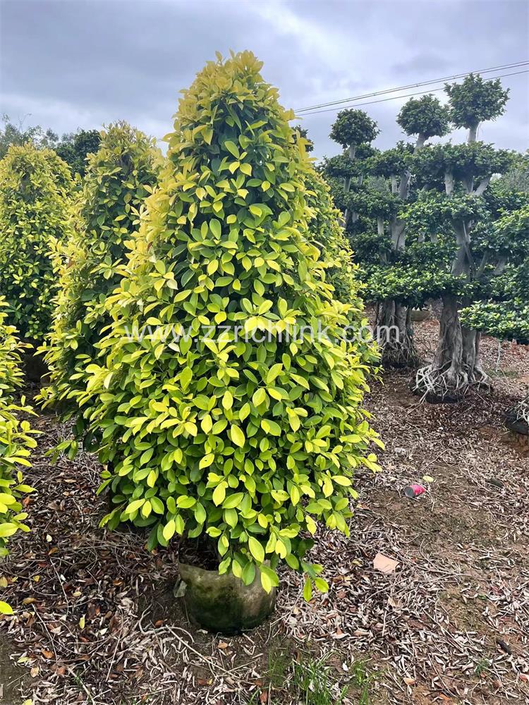 Ficus design bonsai-8