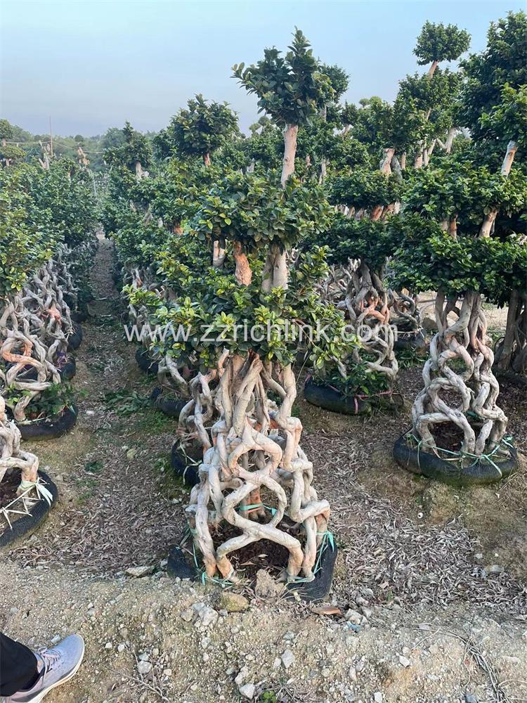 Ficus design bonsai-9