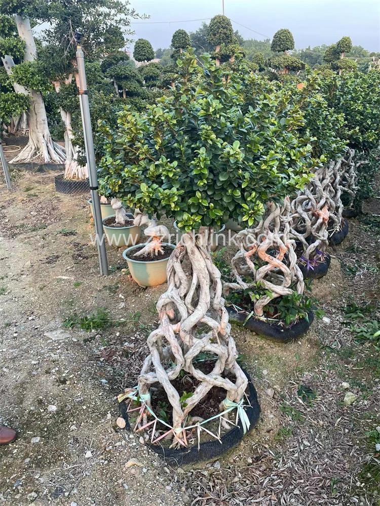 Ficus design bonsai-10