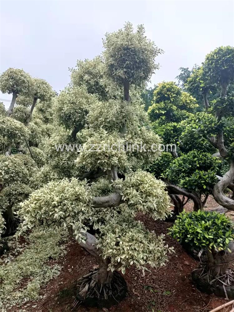 Ficus design bonsai-11