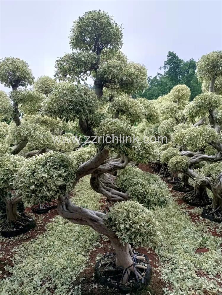 Ficus design bonsai-12