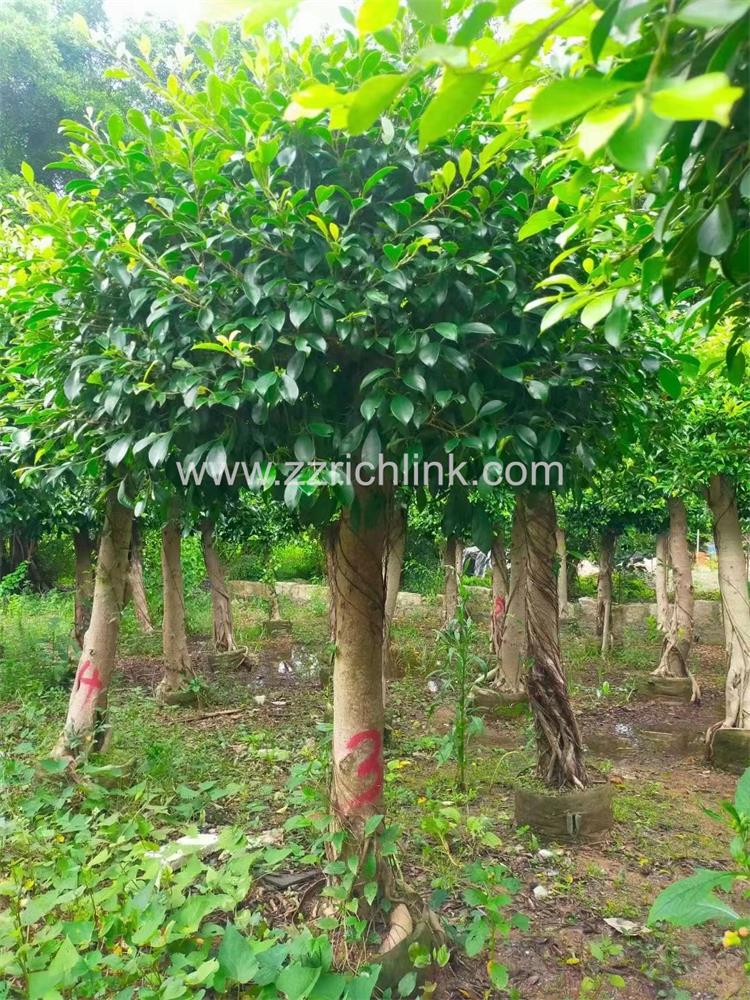 Ficus design bonsai-14