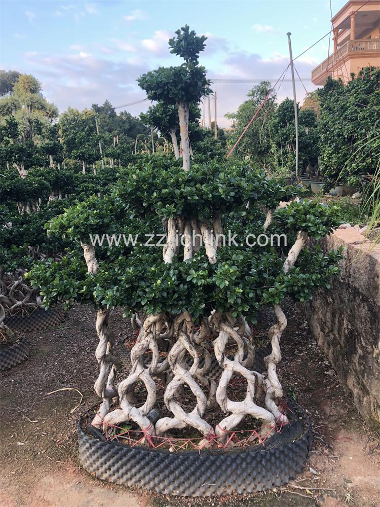 Ficus design bonsai-13