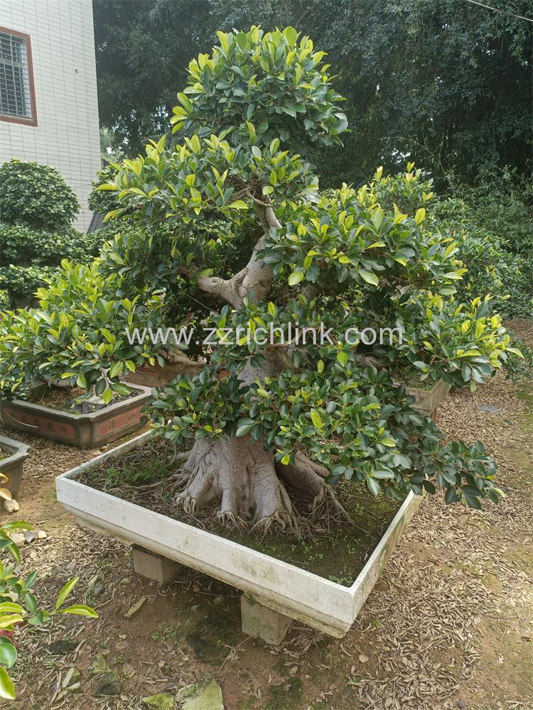 Ficus design bonsai-1