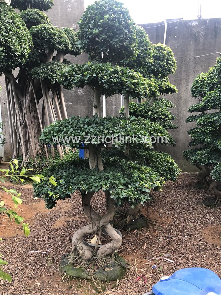 Ficus design bonsai-16