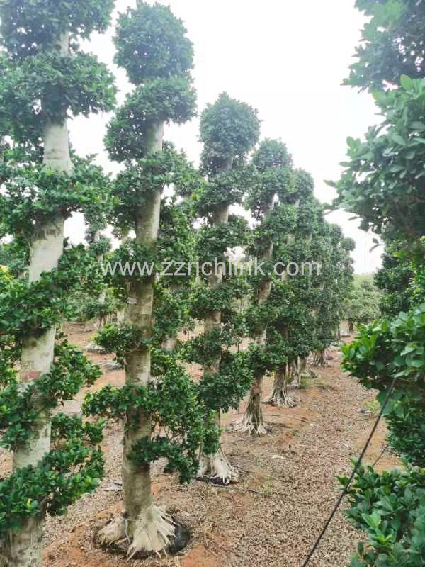 Ficus design bonsai-17