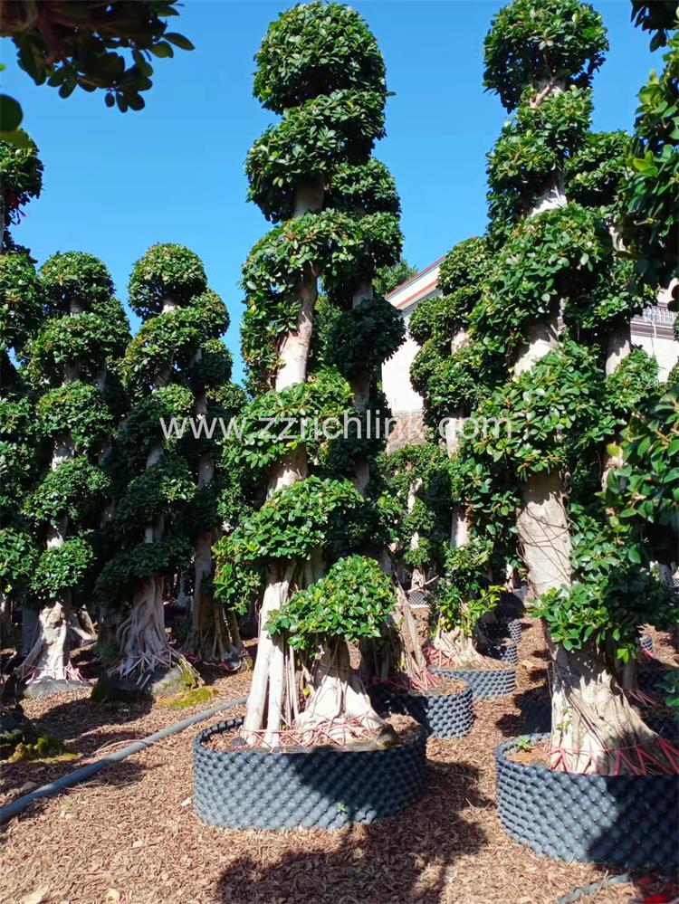 Ficus design bonsai-19