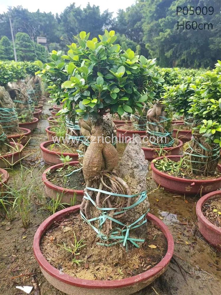 Ficus design bonsai-20
