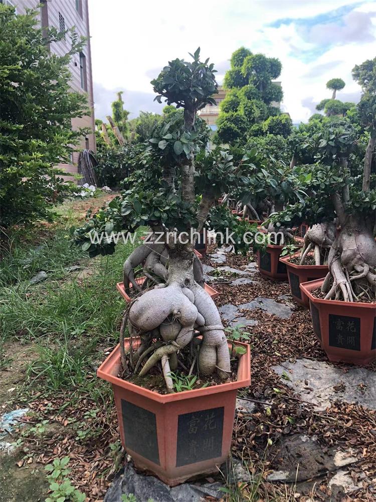 Ficus design bonsai-21