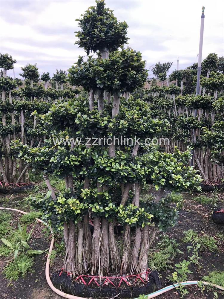 Ficus design bonsai-24