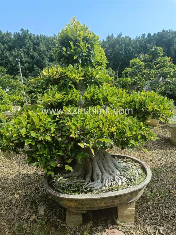 Ficus design bonsai-4