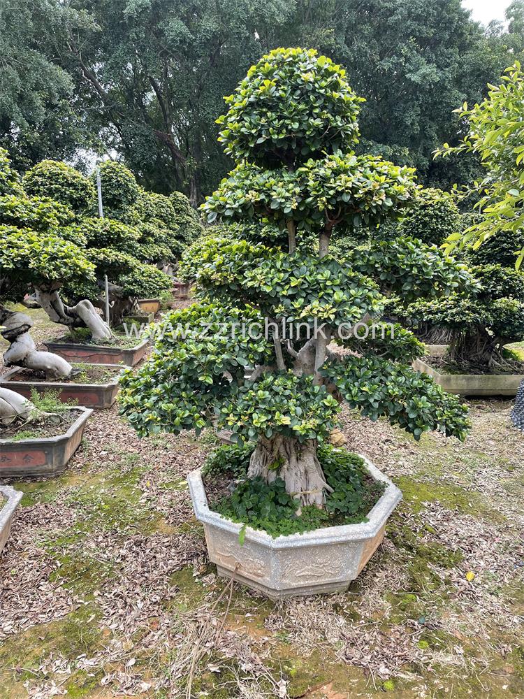 Ficus design bonsai-3