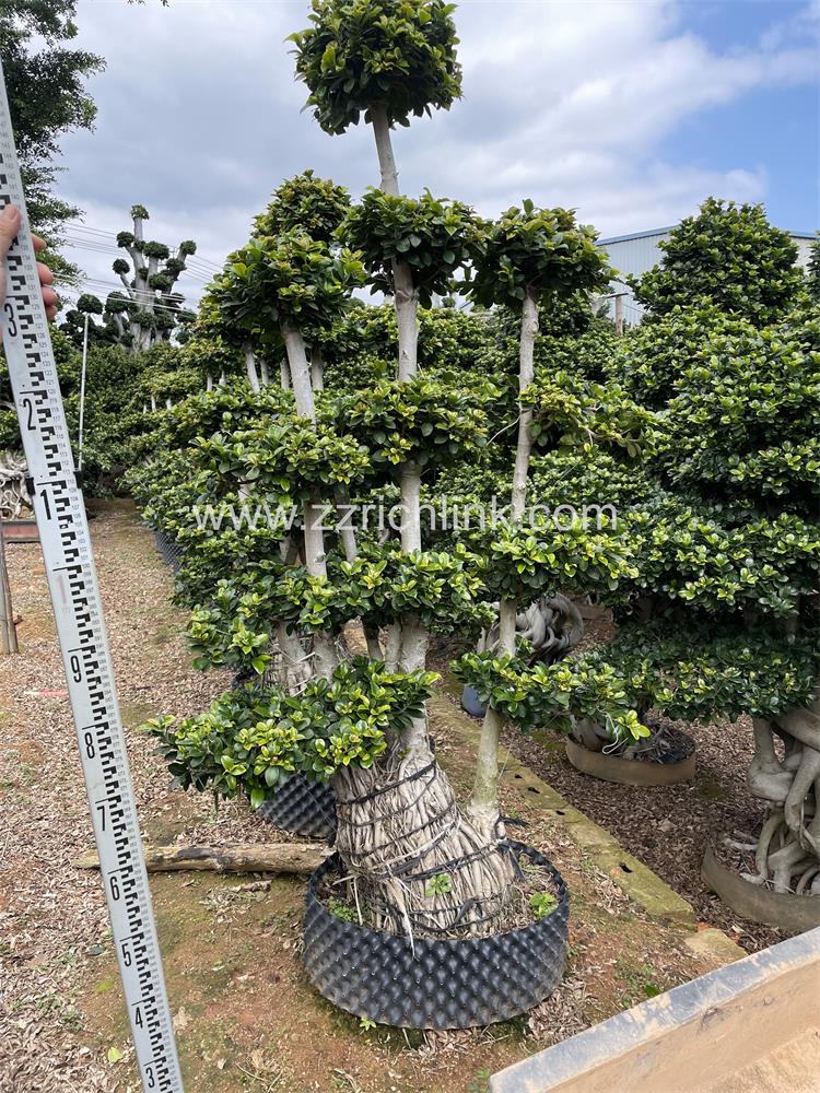 Ficus design bonsai-5