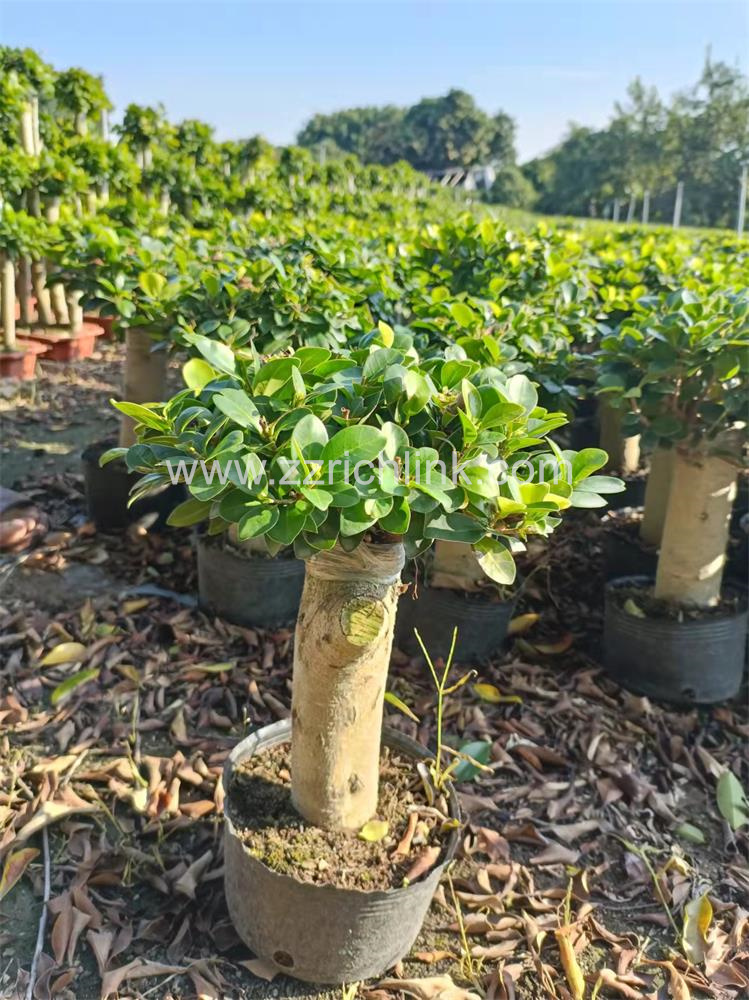 Ficus single stem