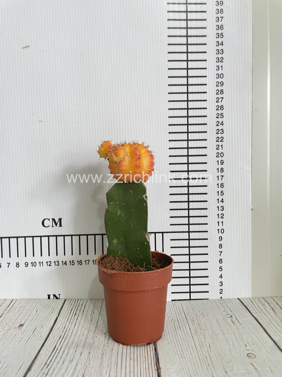 Gymnocalycium Mihanovichii Var.Friedrichii
