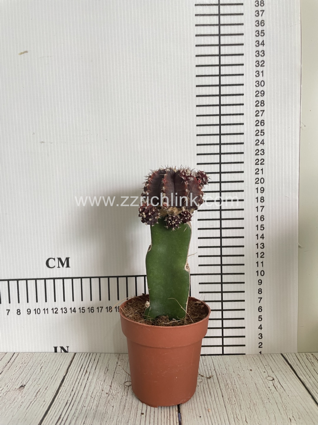 Gymnocalycium Mihanovichii Var.Friedrichii