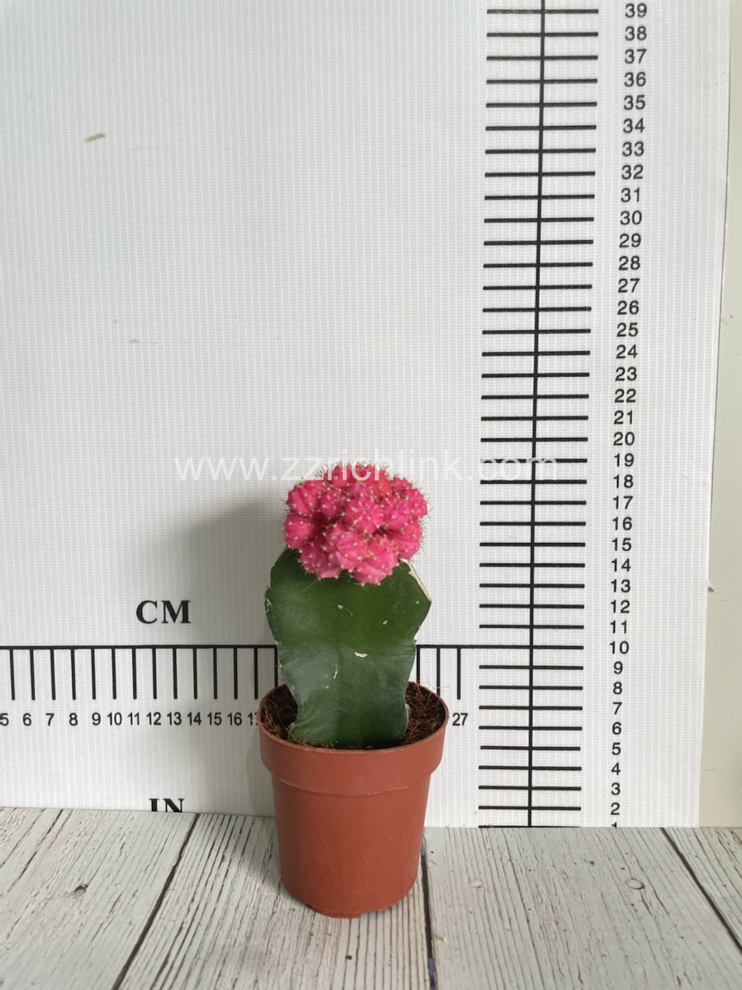 Gymnocalycium Mihanovichii Var.Friedrichii