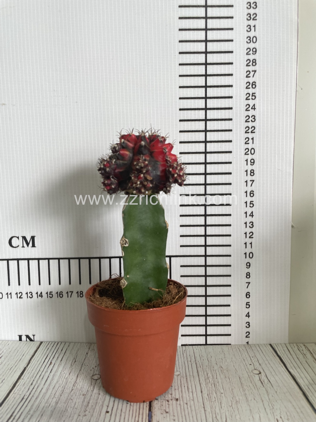 Gymnocalycium Mihanovichii Var.Friedrichii