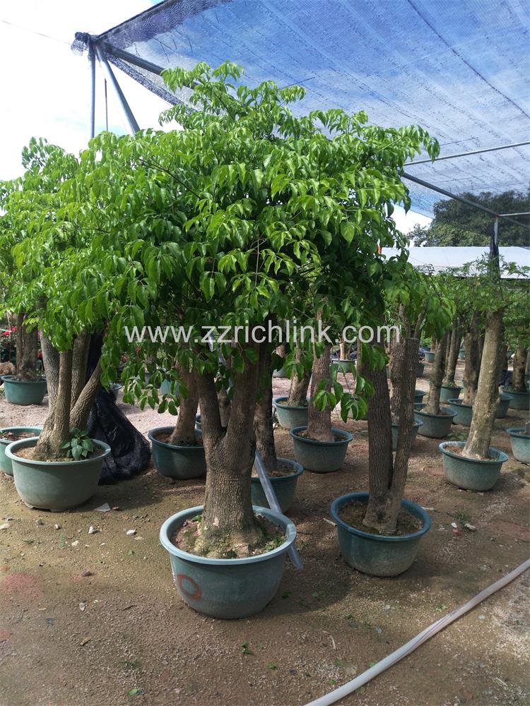 Heteropanax Fragrans Seem