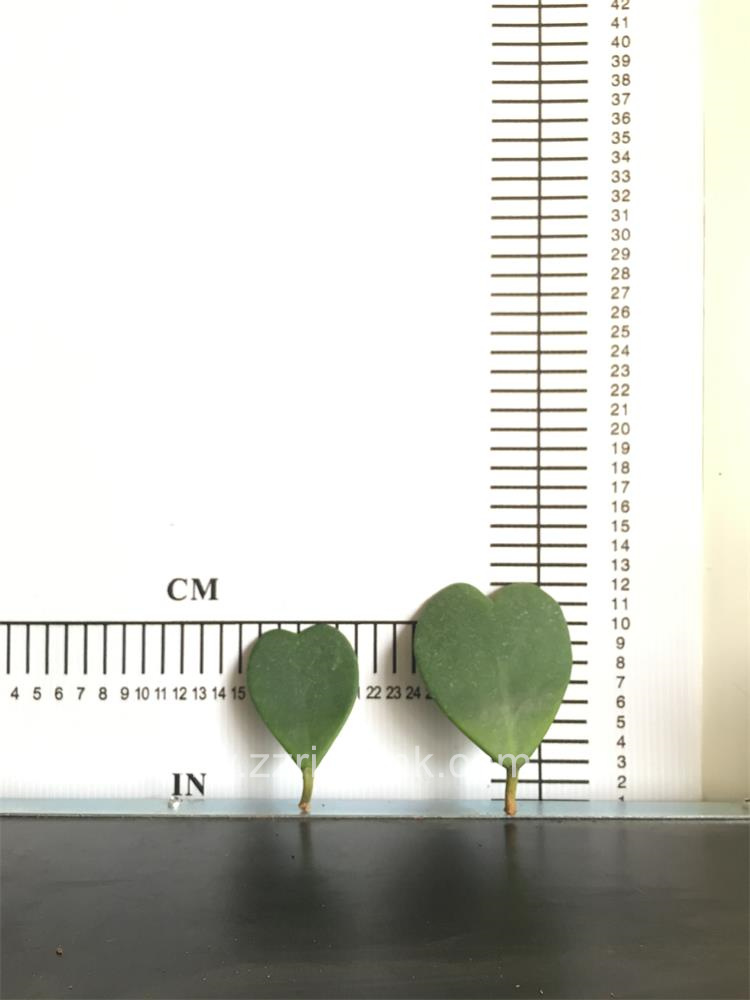 Hoya Heart
