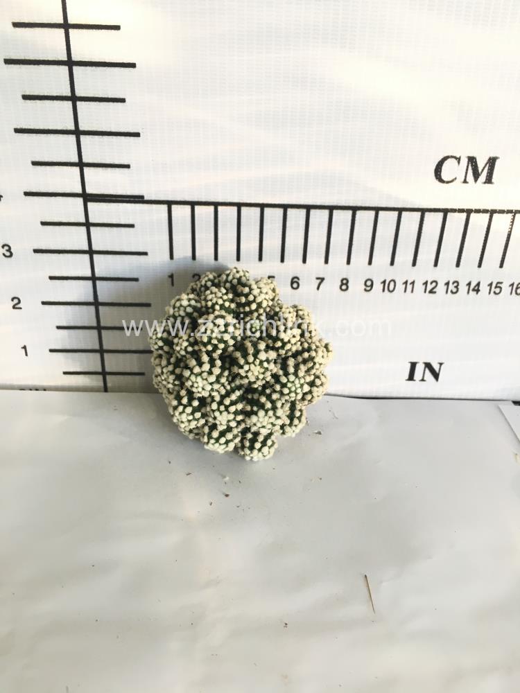 Mammillaria Vetula Subsp.Gracilis 'Arizona Snowcap'