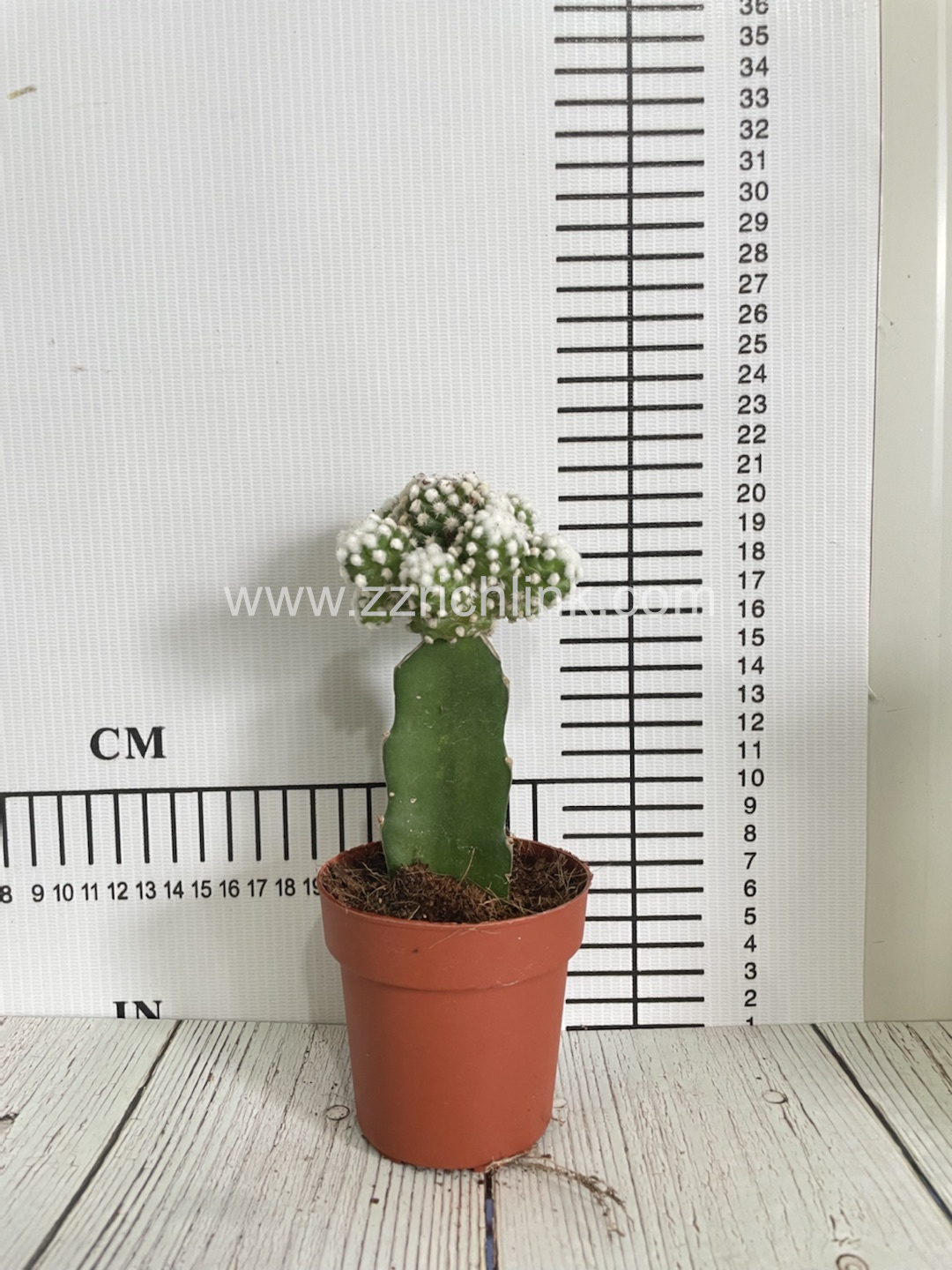 Mammillaria Vetula Ssp.Gracilis