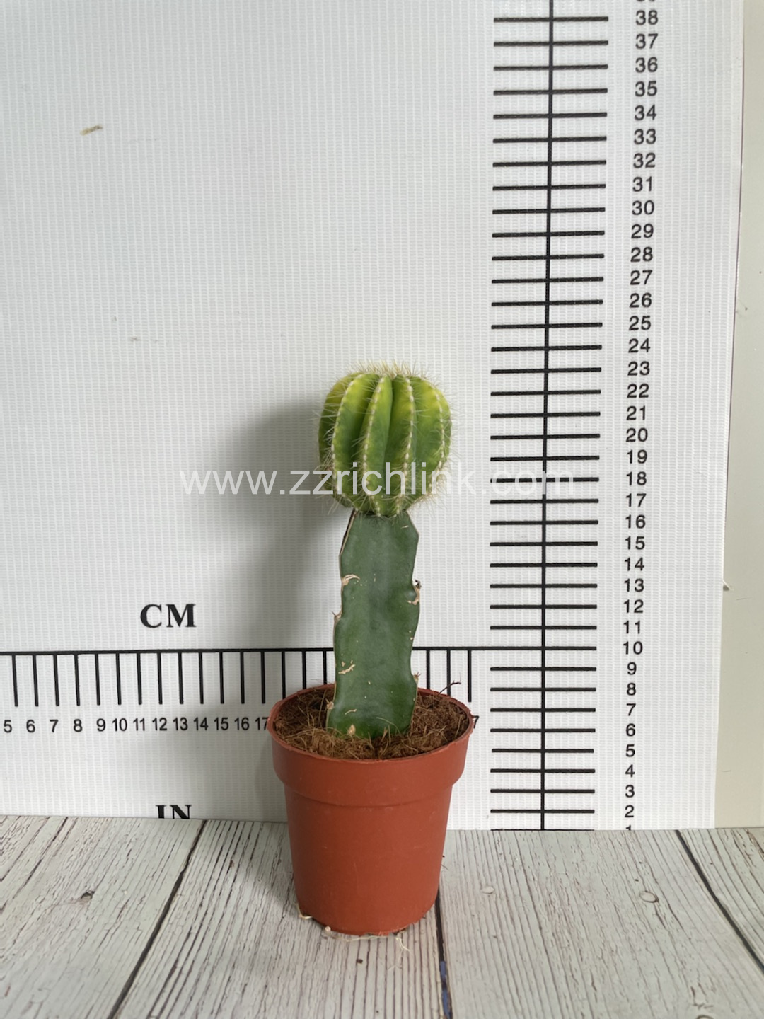 Parodia Schumanniana Var.Albispinus