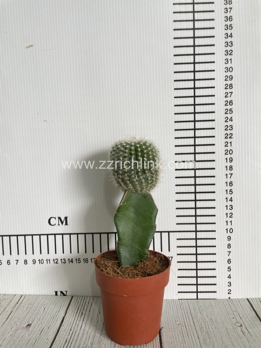 Parodia Scopa