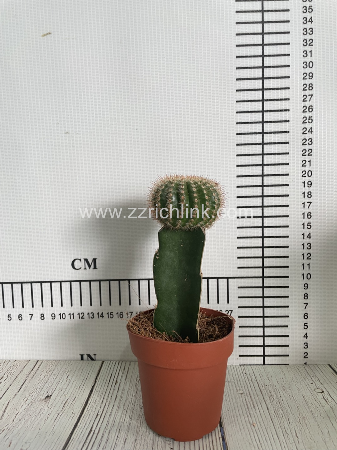Parodia Scopa Var. Ruberrima