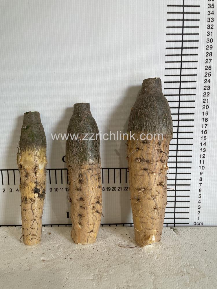 Pachira, Single,Bare root