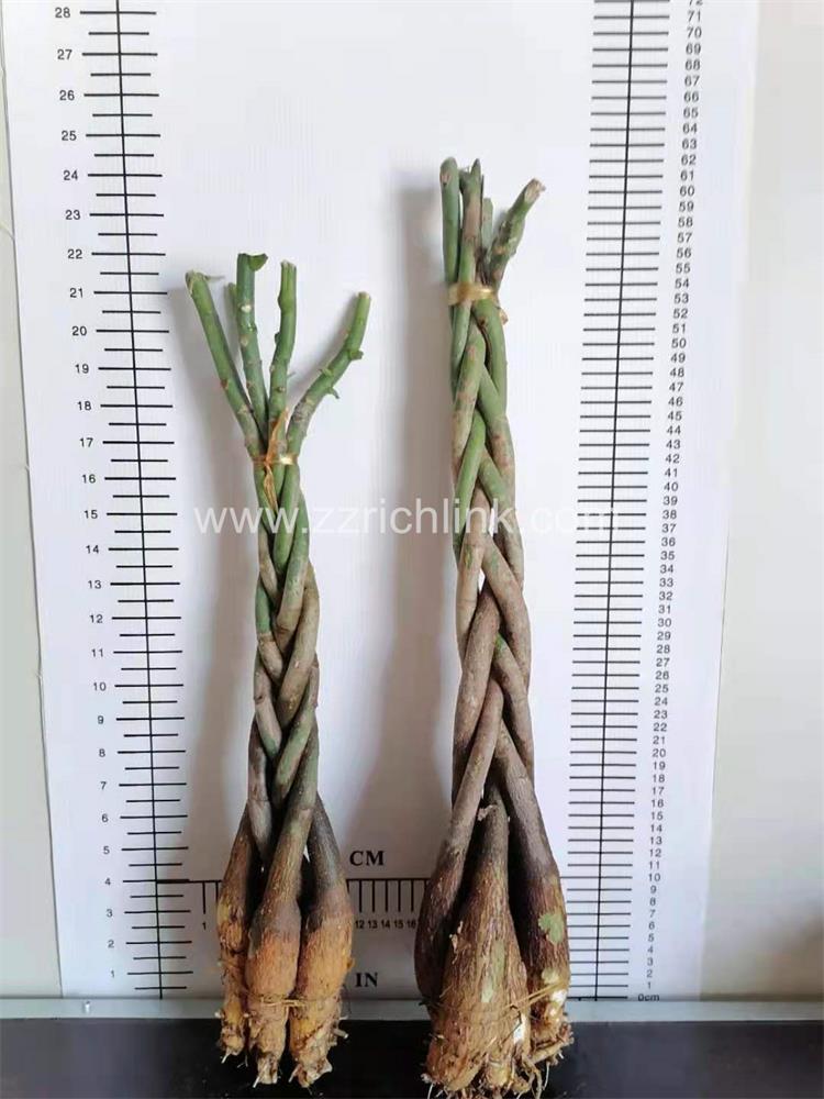 Pachira old seedlings