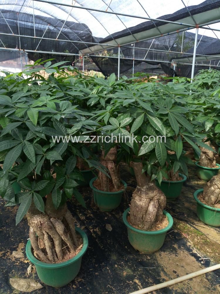 Pachira Rooted Design