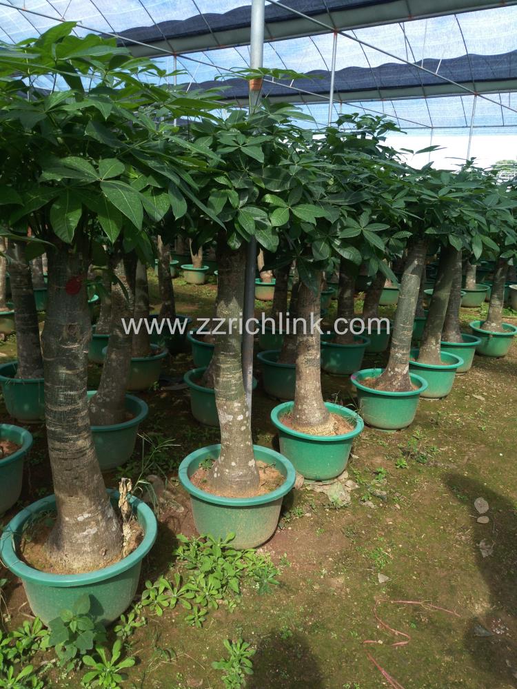 Pachira Single Stem
