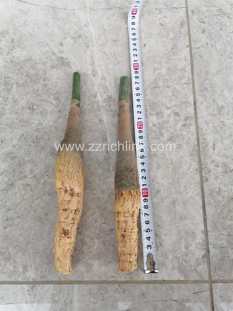 Pachira unrooted new seedings