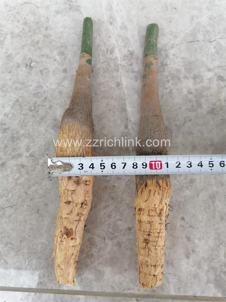 Pachira unrooted new seedings