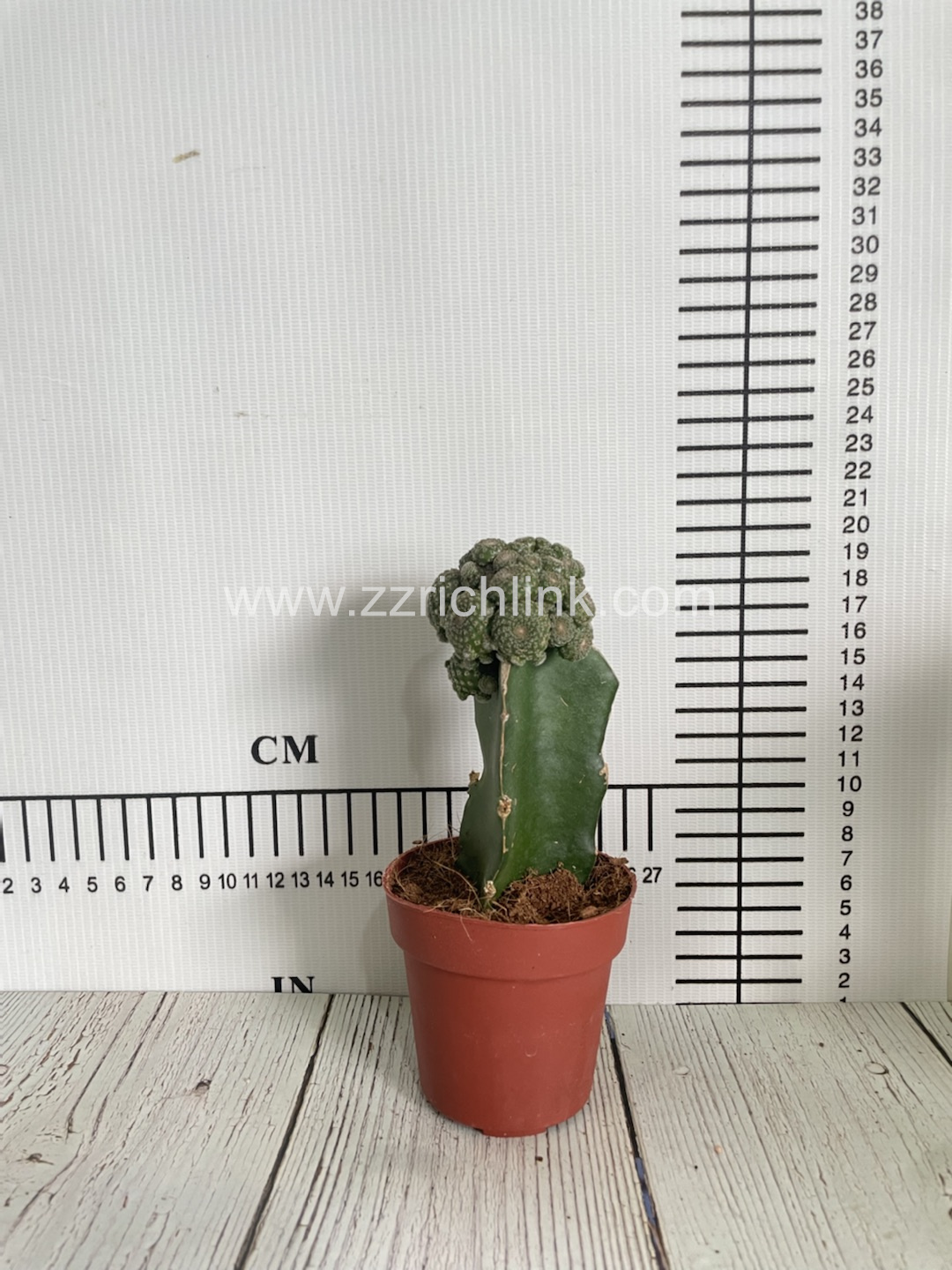 Rebutia Heliosa