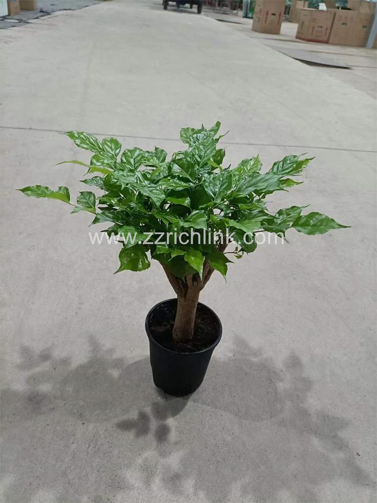 Radermachera 0.3 pot