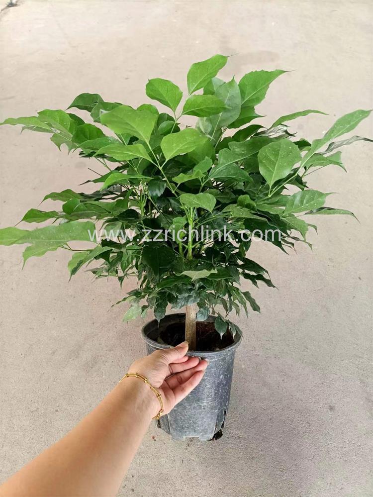 Radermachera 160#  Single-stem