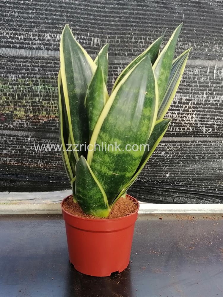 Sansevieria Trifasciata Cv.'Canary'