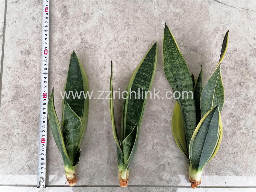 Sansevieria Trifasciata Cv.'Canary'（Bare Root)