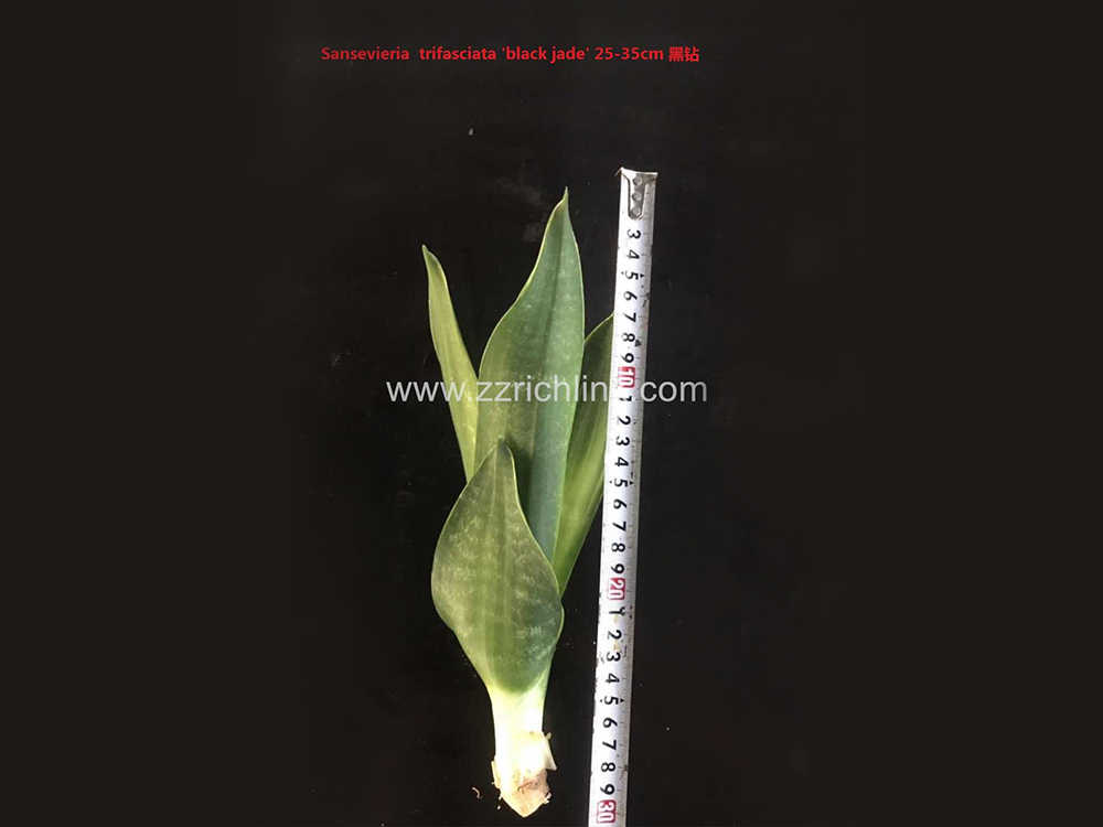 Sansevieria  Trifasciata 'Black Jade' (Bare Root)