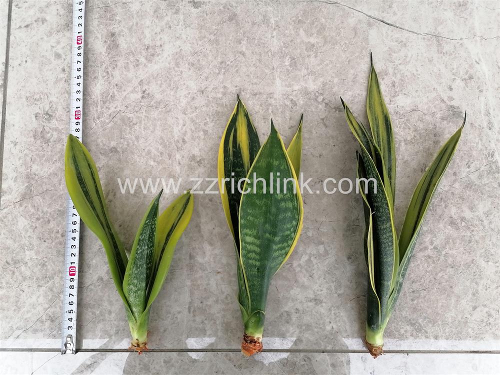 Sansevieria Trifasciata Futura'Gold Flame' (Bare Root)